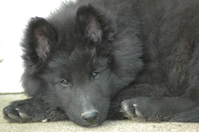 Jupi aged 10 weeks
