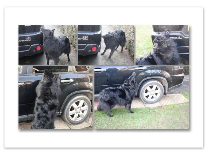 Tille working on a vehicle search before her untimely demise. Little did we know that, what she started, would dominate our lives!
